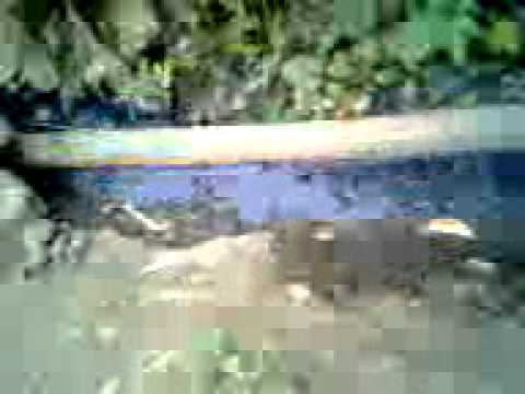 Ranker Video