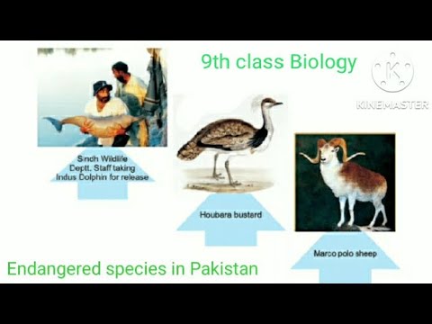 Endangered species in Pakistan | 9th class biology | chapter# 3 - YouTube