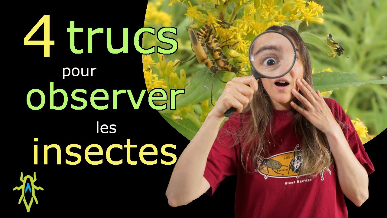 Quatre trucs pour observer les insectes !