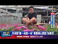 非洲菊採摘活動