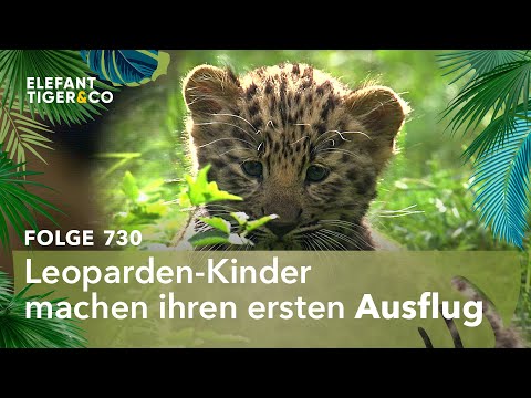 Video: Der kleine Tiger, der von seiner Mutter zurückgewiesen wird, findet neue Hoffnung mit Labrador-Mama