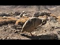 Wild Chukar Partridge in the Mountains