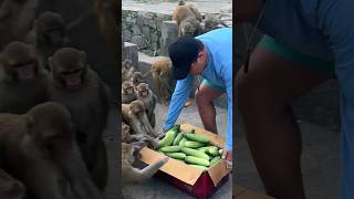 part 2 || monkey enjoying box of cucumber #feedinganimal