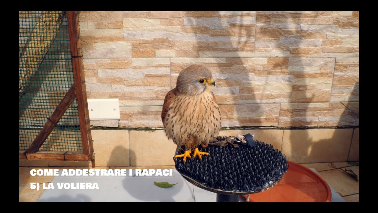 COME ADDESTRARE I RAPACI | 5) La voliera