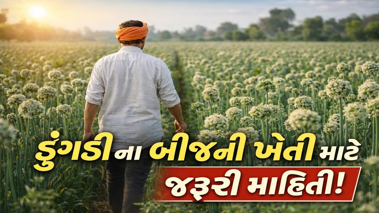 ડુંગળી બીજ ઉત્પાદન: ખેડૂતો માટે સોનેરી તક