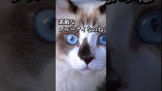 見下ろす先に美しい目の猫がキョトンとこちらを見てる #ねこ #youtube猫動画 #外猫