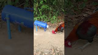 Easy Wild Chickens Trap Using Big Bottle#chicken #rooster