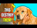 7 Ways You’re Hurting Your Dog’s Feelings Without Realizing It