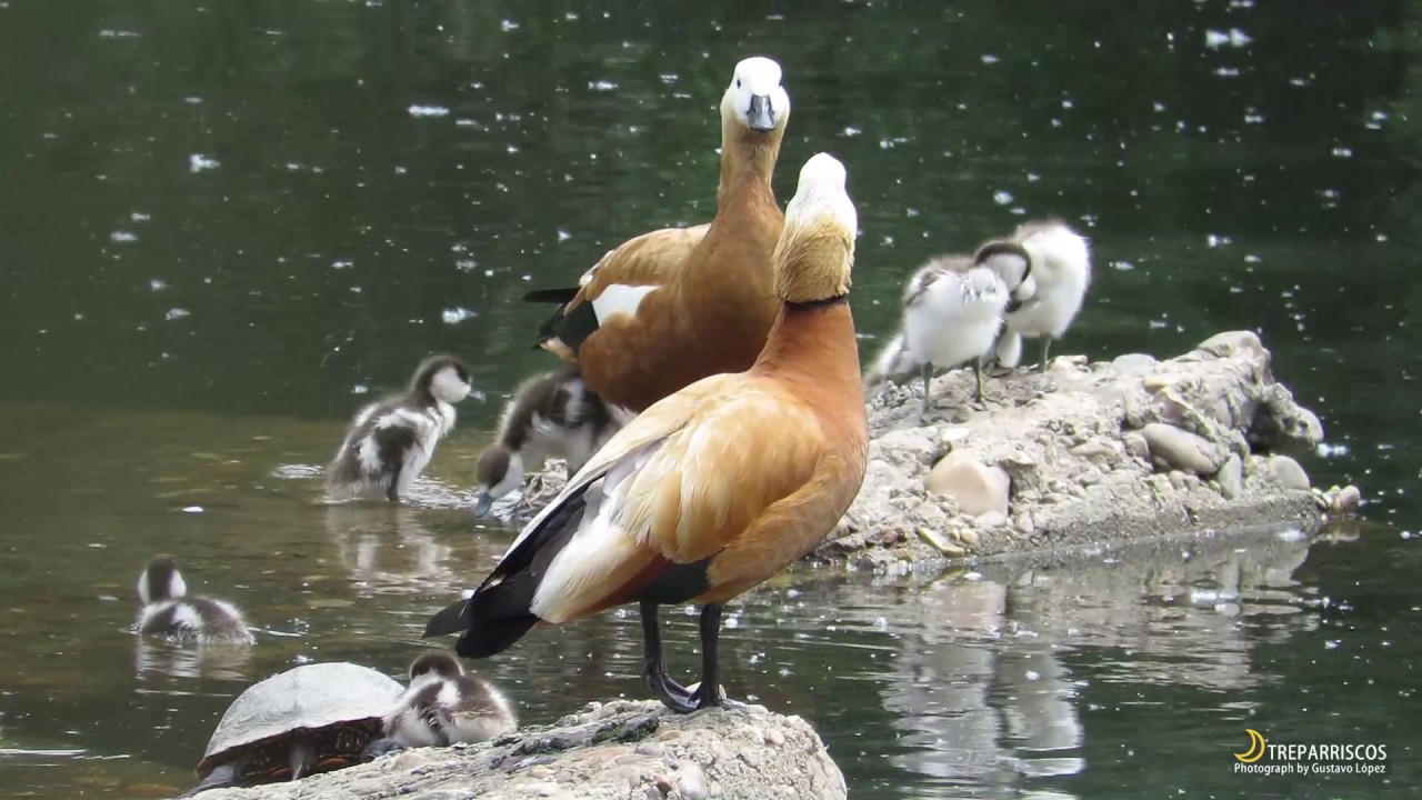 Tarro Canelo Ruddy Shelduck Tadorna ferruginea 