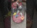 🐦🐦🐦 #burung #animals #anime #lucu #fyp #subscribe #viral #sorotan #funny #story #love #content