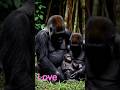Gorilla Love with Family 😍#shorts #love #naturelovers #cuteanimals #viral #fyp #global #worldwide