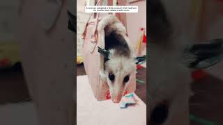 A woman adopted a motherless possum. #possums #shorts