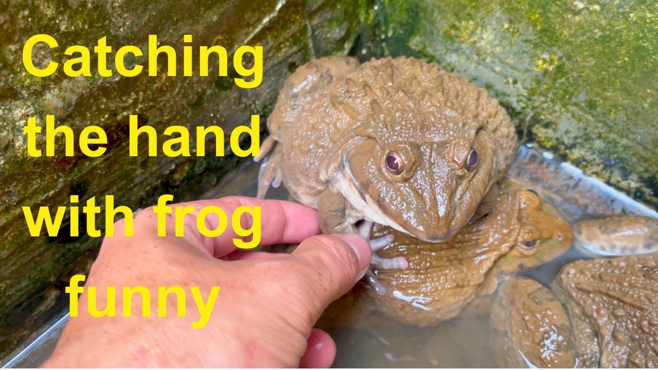 Catching the hand with frog funny