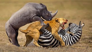 Big Battle of Lion vs Zebra , Rhino | Mother Zebra Save Baby New Born From Bloodthirsty Lion Attack