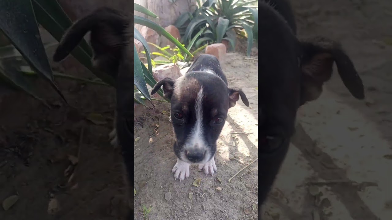 animal videos for kids 