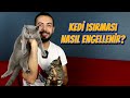 KEDİ ISIRMASI NASIL ENGELLENİR? (Kedim Elimi Ayağımı Isırıyor!)