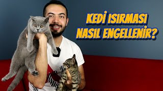 KEDİ ISIRMASI NASIL ENGELLENİR? (Kedim Elimi Ayağımı Isırıyor!)