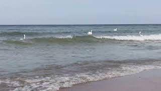 The Curonian Spit . Incredible view of swans in the Baltic Sea.