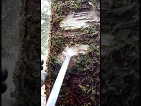 Tapping birch trees for spring sap