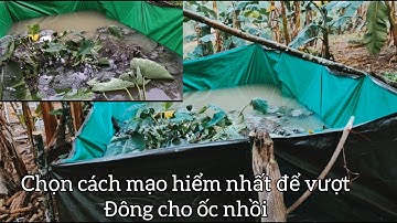 Bước đầu tiên nuôi ốc và thử thách vượt đông cho ốc nhồi ở miền Bắc