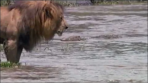 Lion vs Crocodile