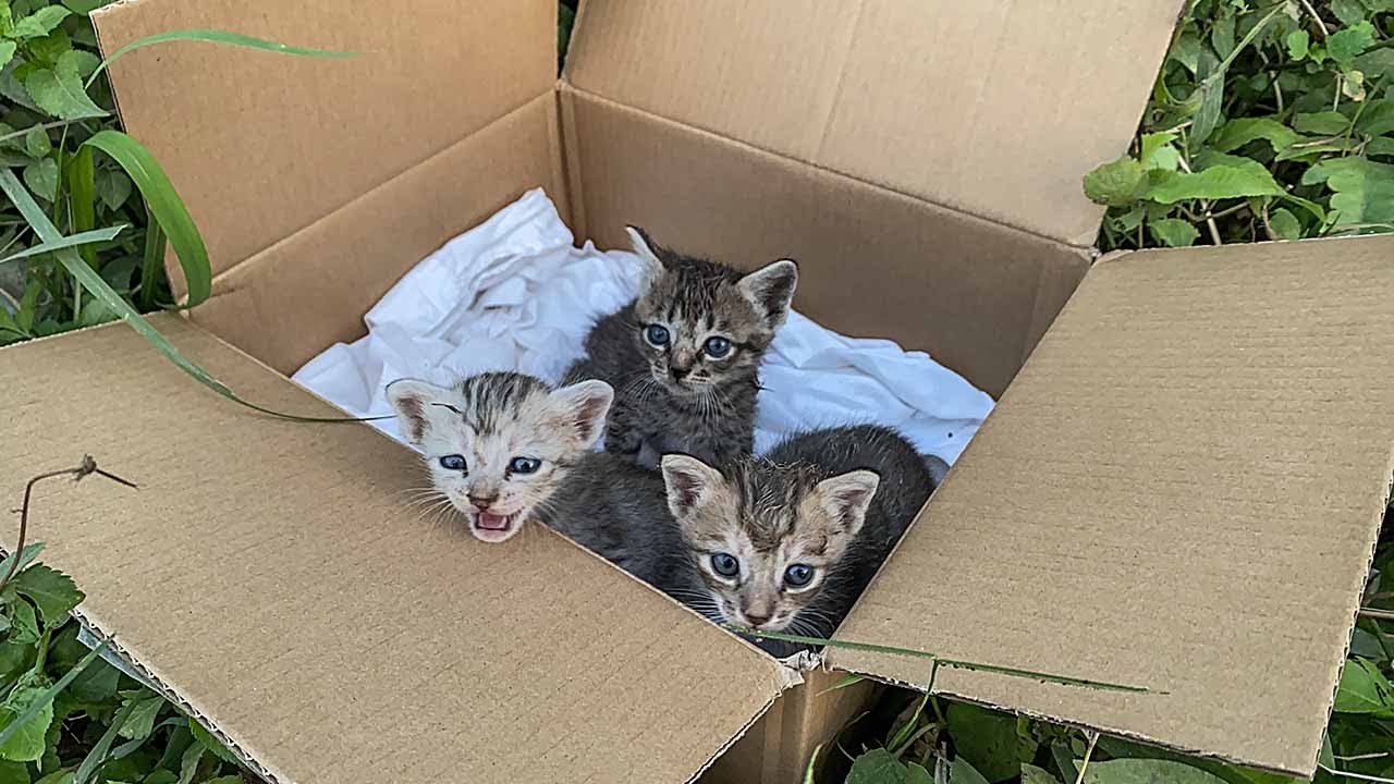3 kittens were abandoned in a cardboard box, no one wanted them and I ...