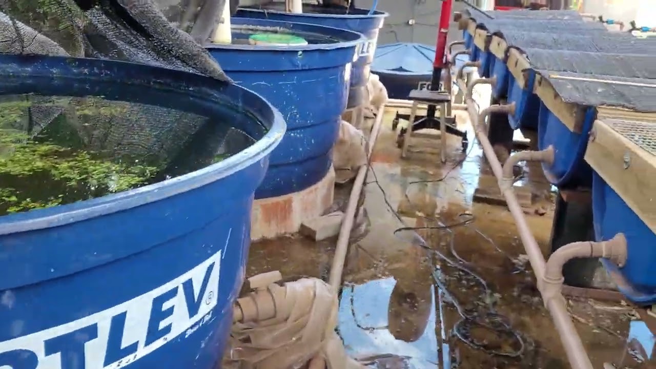 LIMPEZA PESADA NO SISTEMA R.A.S. BOMBA DE CONSTRUÇÃO CIVIL. TPA NAS BACIAS. DICAS 🤠👍🦈🇧🇷