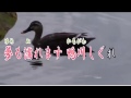 鴨川しぐれカラオケ【作成YanSuzuki】原音