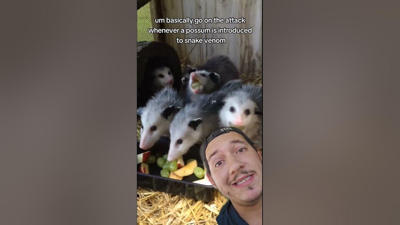 animal-superpowers-opossums-are-immune-to-snake-venom-youtube