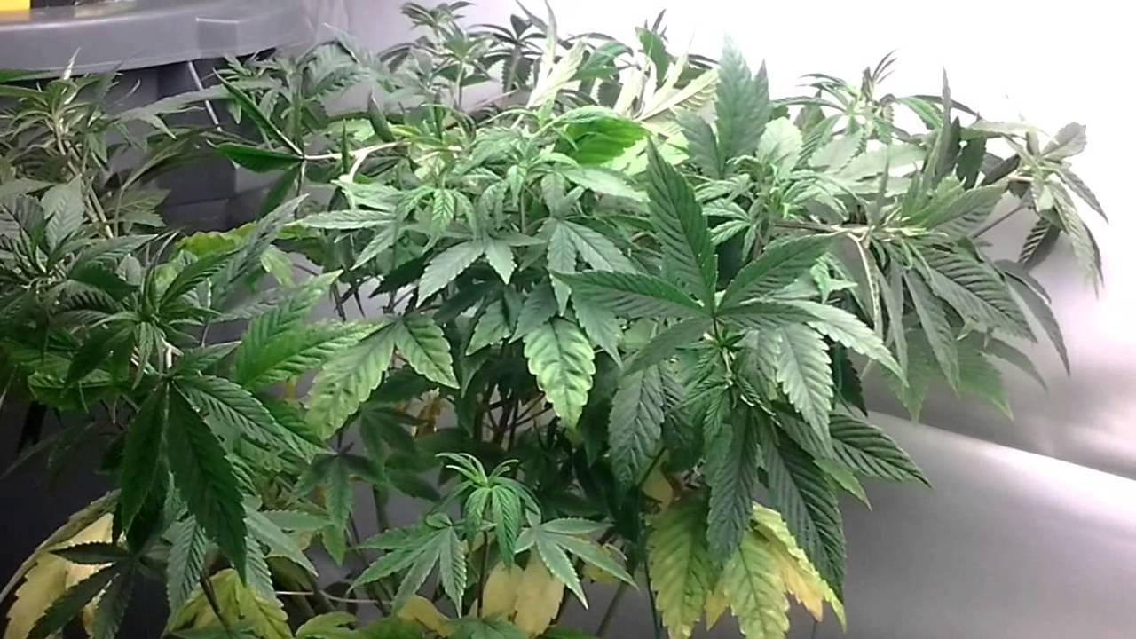 Liquid Butter ? Update - YouTube