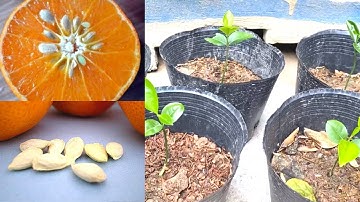 Grow Orange Seed Fast & Easy Way
