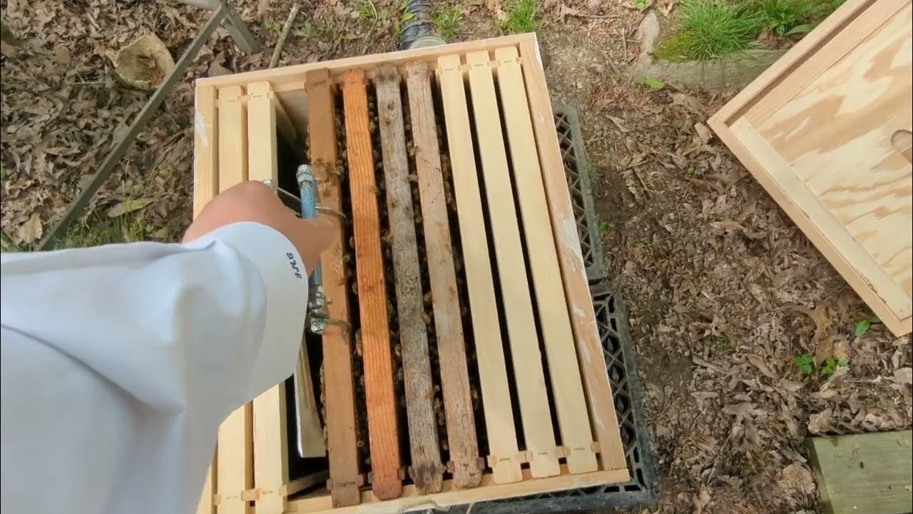 Putting the BEES 🐝 into the new hive. nuc installation YouTube