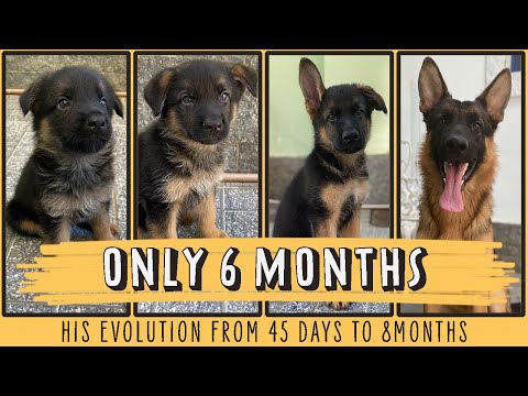 TOBI and BOBI - YouTube