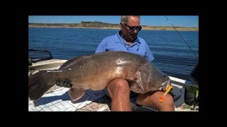 Garry's Monster Murray Cod