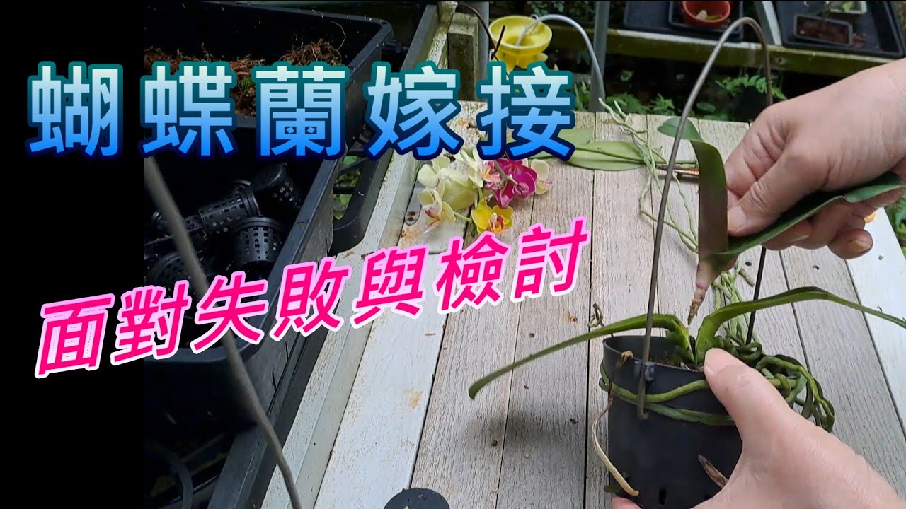 【犀利小農莊66】20250831 orchid grafting雖然蝴蝶蘭嫁接不成功，不過還是可以檢討出原因作為下次成功準備