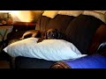 How to Fix an abused dog !! Blue Sampson rescue. Boy How to Fix an abused dog !! Blue Sampson rescue. Boy