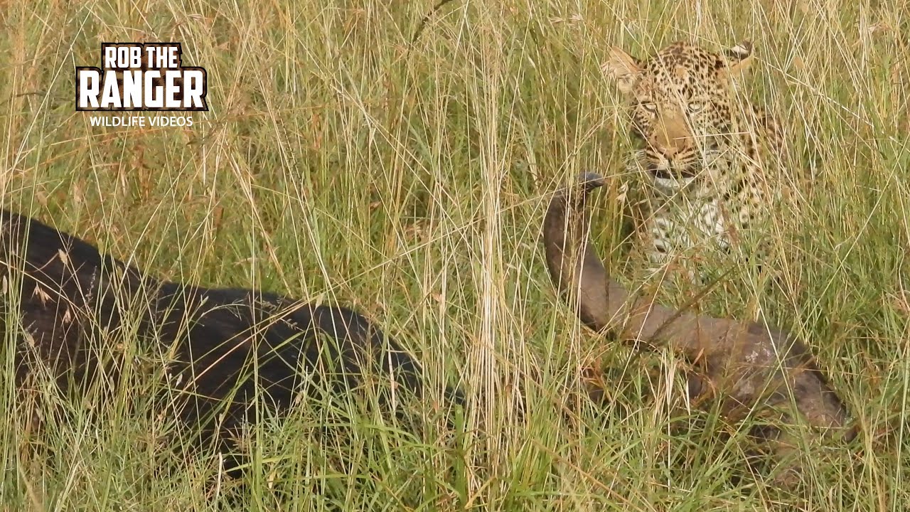 Leopard Comes To See What Happened To the Buffalo!! | Lalashe Maasai Mara Safari