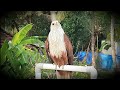 Brahminy Kite  || Some Footages || Eating Food ||