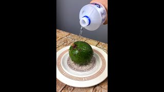 Just put Alcohol in the Avocado and you will never suffer again!