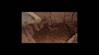 All Pregnant?! Shocking Change in My Tiny Geckos!#reptilecare #reptilelife  #petcare