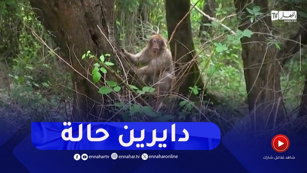 القردة البرية تغزو جيجل ومنتجي الفراولة يشتكون !
