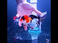 Fancy Goldfish, envio a México y Guatemala #goldfish #aquarium #goldfishtank #fancygoldfish #fish