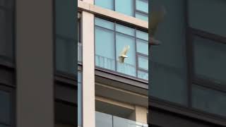 An embarrassed cockatoo misses its landing on an apartment balcony and desperately hangs on