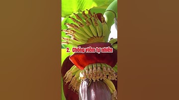 Hoa Chuối Có Tốt Cho Sức Khỏe Không? 4 Công Dụng Khiến bạn phải thử #shorts