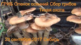 ГРИБ Опенок осенний Поход в лес.  Все виды опят 23 сентября 2017  Сибирь Сбор грибов Тихая охота