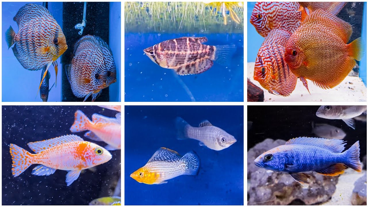 Nols Akvariehobby, fredagsklipp V. 9, 2026 - XL Discus och mycket annat kul 