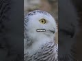 Discover the Snowy Owl’s Winter Adaptation