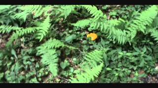 West Virginia Chantrelle Mushroom Hunting