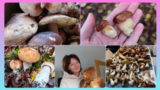 картинка: Білі гриби 🍄‍🟫, напевно вже останні в цьому році