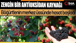 Böğürtlenin Merkez Üssünde Hasat Başladı